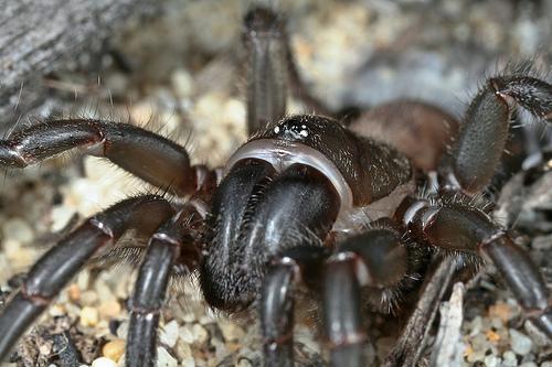 Aname_ZZ421_D5791_Z_88_Karinji NP_Australie.jpg